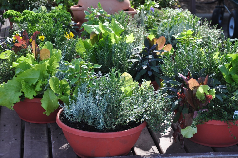 Fresh herbs being grown in compact containers