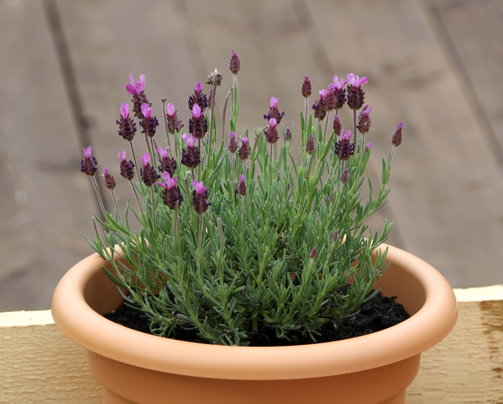 8 SmallFlowering Shrubs & Bushes For Gardens Horticulture™ 8 SmallFlowering Shrubs & Bushes For Gardens Horticulture™