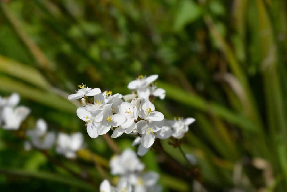 close up of white flowers from libertia (New Zealand satin flower)