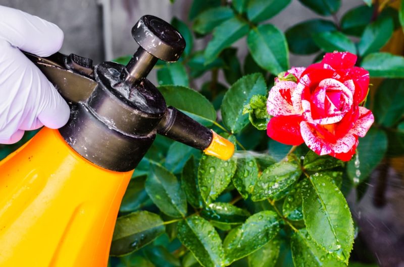 How To Treat Rose Black Spot In 3 Easy Stages Horticulture™