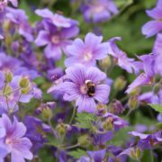 purple geraniums and bumblebee in an english summer garden