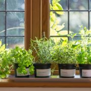 various herbs in plant pots on a window shelf