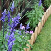 blue salvia in a small garden border with miniature fence