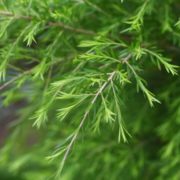 Close up of melaleuca alternifolia Tea Tree