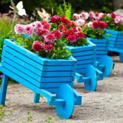 wooden wheelbarrow planters painted bright blue