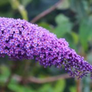 Close up of purple Buddleja plant