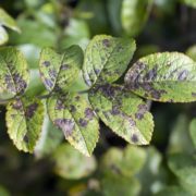 Blackspot (Diplocarpon) on a rose bush