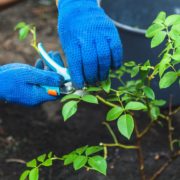 gardener in blue gloves pruning rose bushes