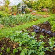 home garden vegetable patch
