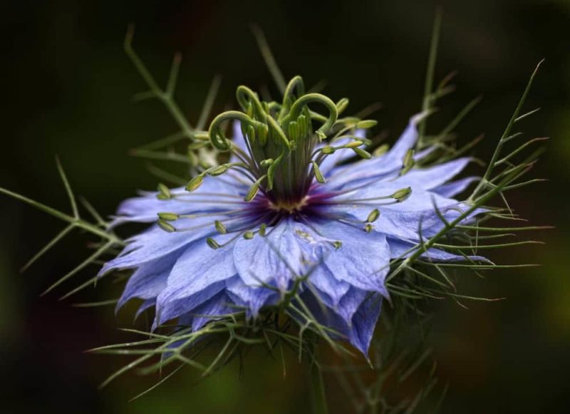 Nigella 'LoveInAMist' Care & Growing Tips Horticulture