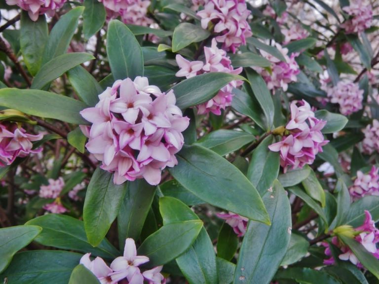 20 Stunning Winter Flowering Plants Horticulture.co.uk
