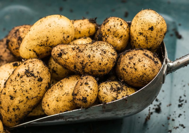 5 Expert Tips For Growing Potatoes In Pots Horticulture.co.uk
