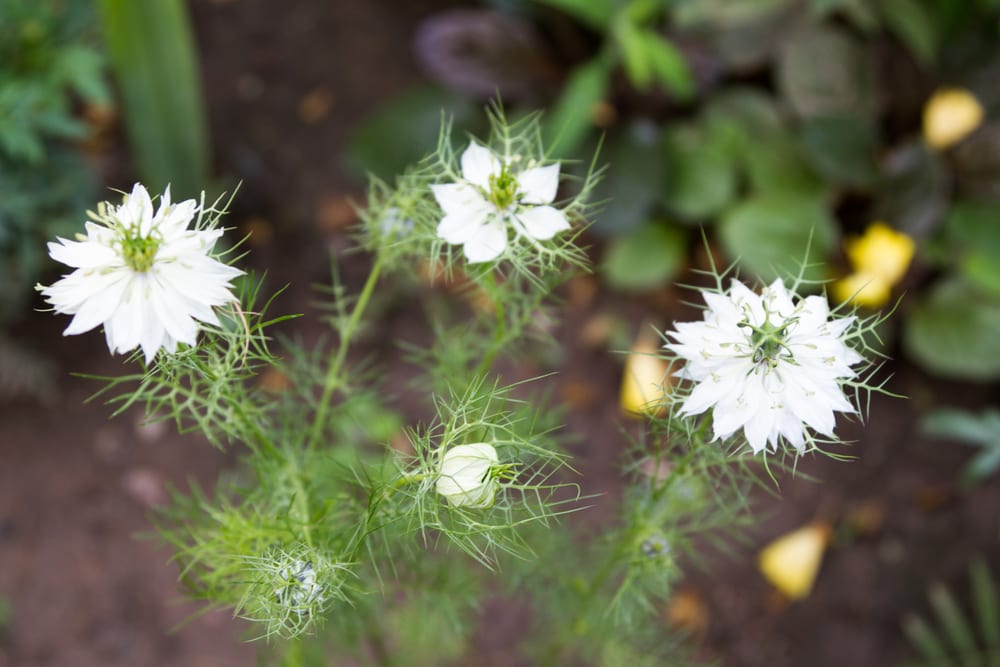 white 'Miss Jekyll alba' nigella flowers on a background of green foliage