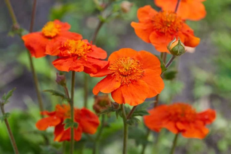 How To Grow Geums 'Avens' Horticulture Magazine