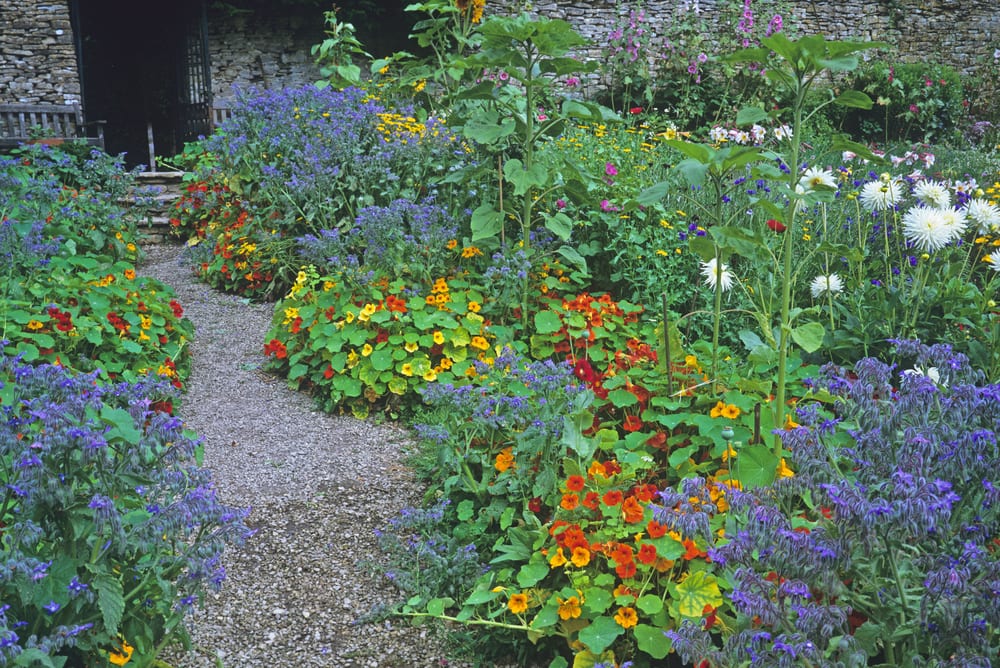 Salvias, Dahlias, Borage and Nasturtium in an edible garden