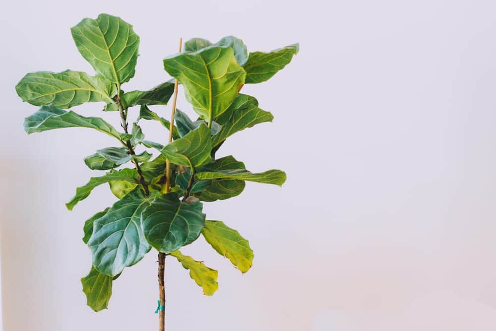 Fig leaf plant indoors