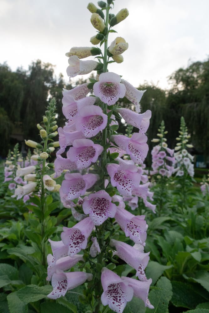 A white-ish lavender foxglove plant