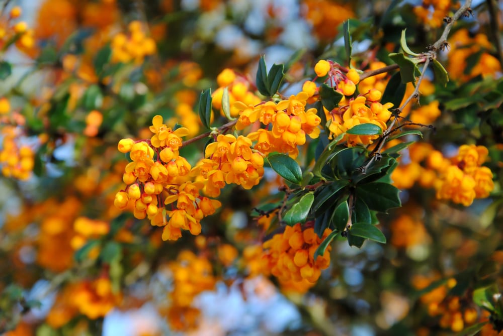 Dense clusters of small orange flowers on a branche of Darwin's barberry