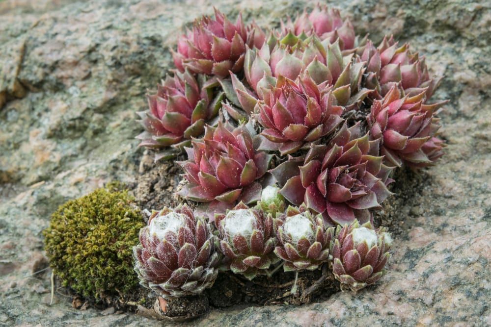 houseleeks growing on grey rock