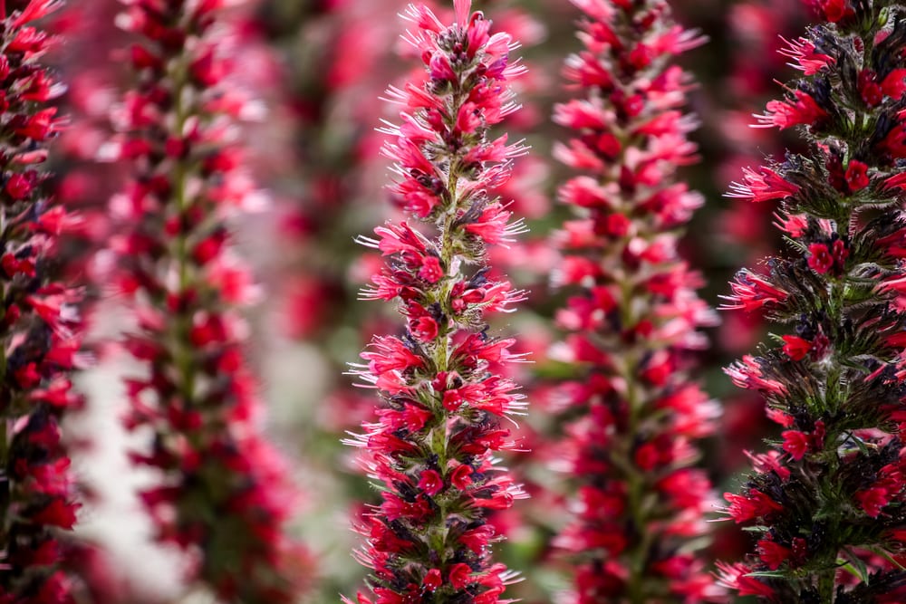 close up of red feathers (echium amoenum)