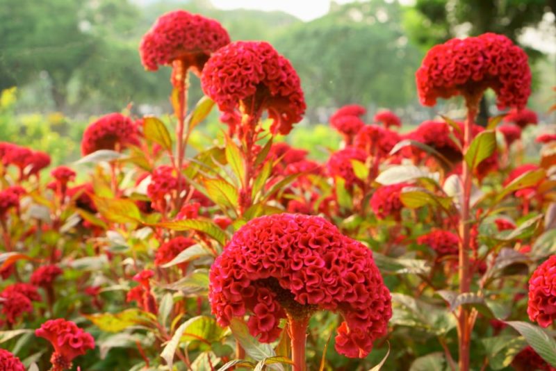 Celosia 'Woolflower' Care & Growing Tips Horticulture.co.uk
