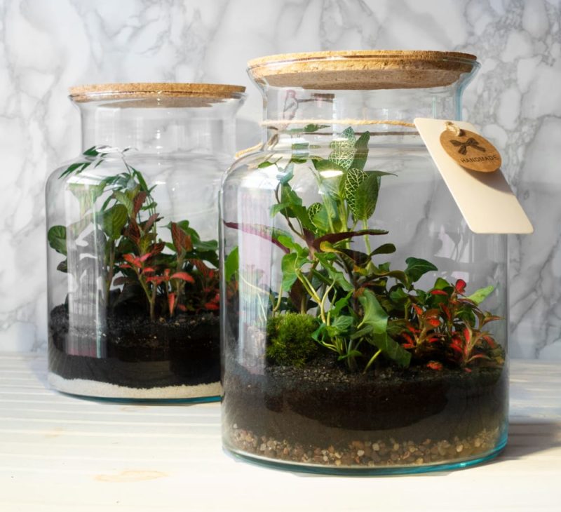 How To Make A Terrarium Sealed & Open Horticulture™