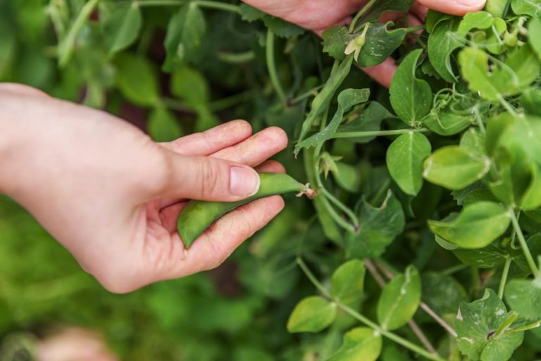How To Grow Garden Peas Horticulture Magazine