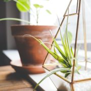 side view of plants in a terrarium and terracotta planter