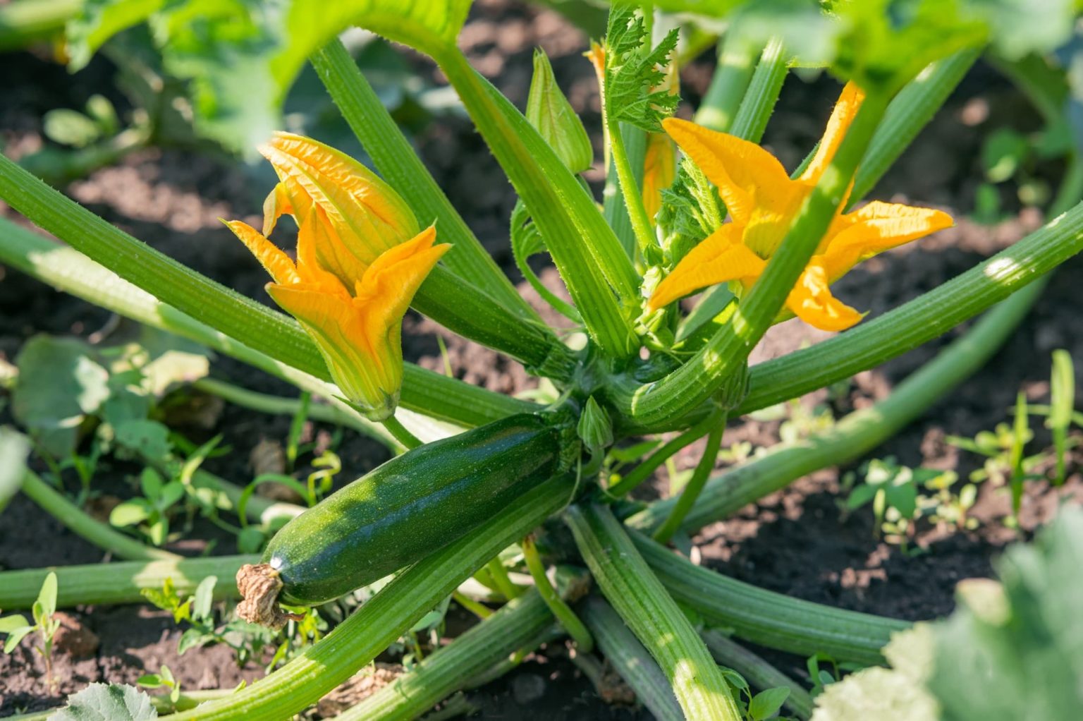 How To Grow Courgettes Plant Care Tips Horticulture.co.uk