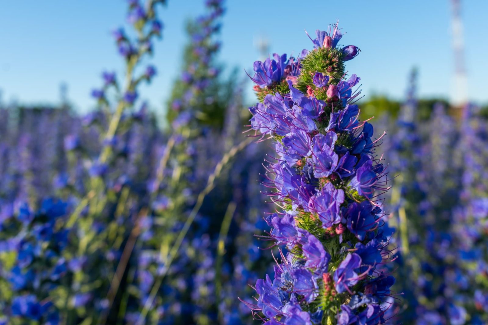 purple echium blooms in a meadow