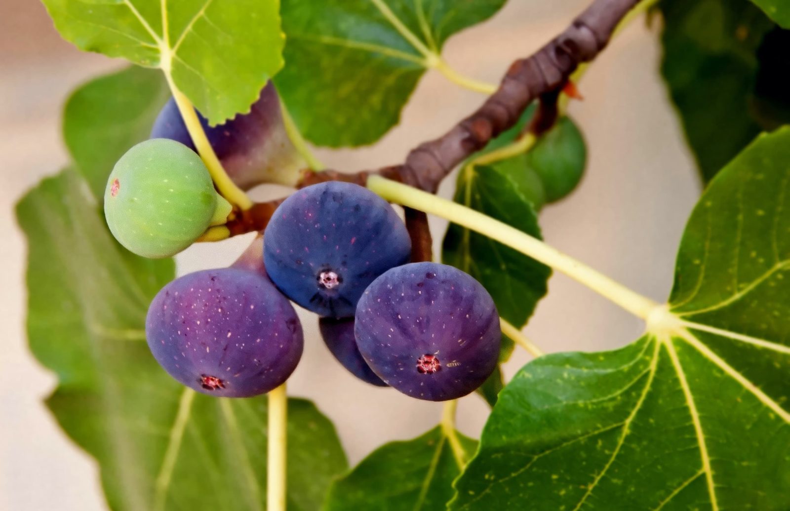 Close up of purple figs on tree branch