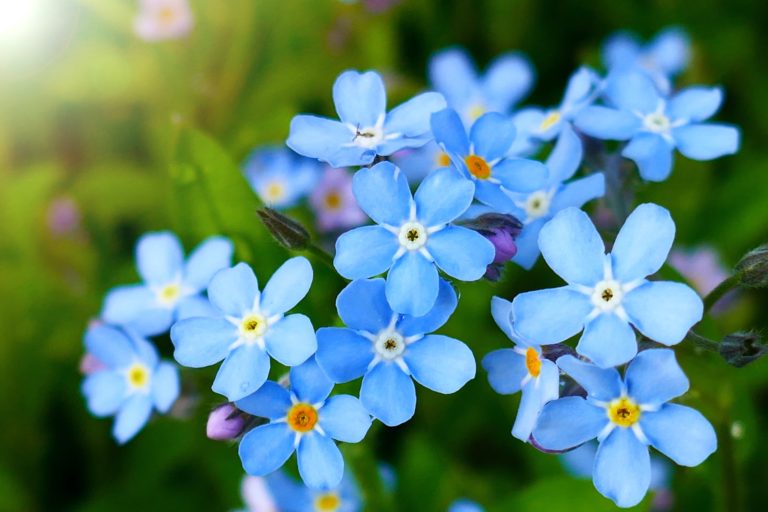 Myosotis Varieties & Care Horticulture.co.uk