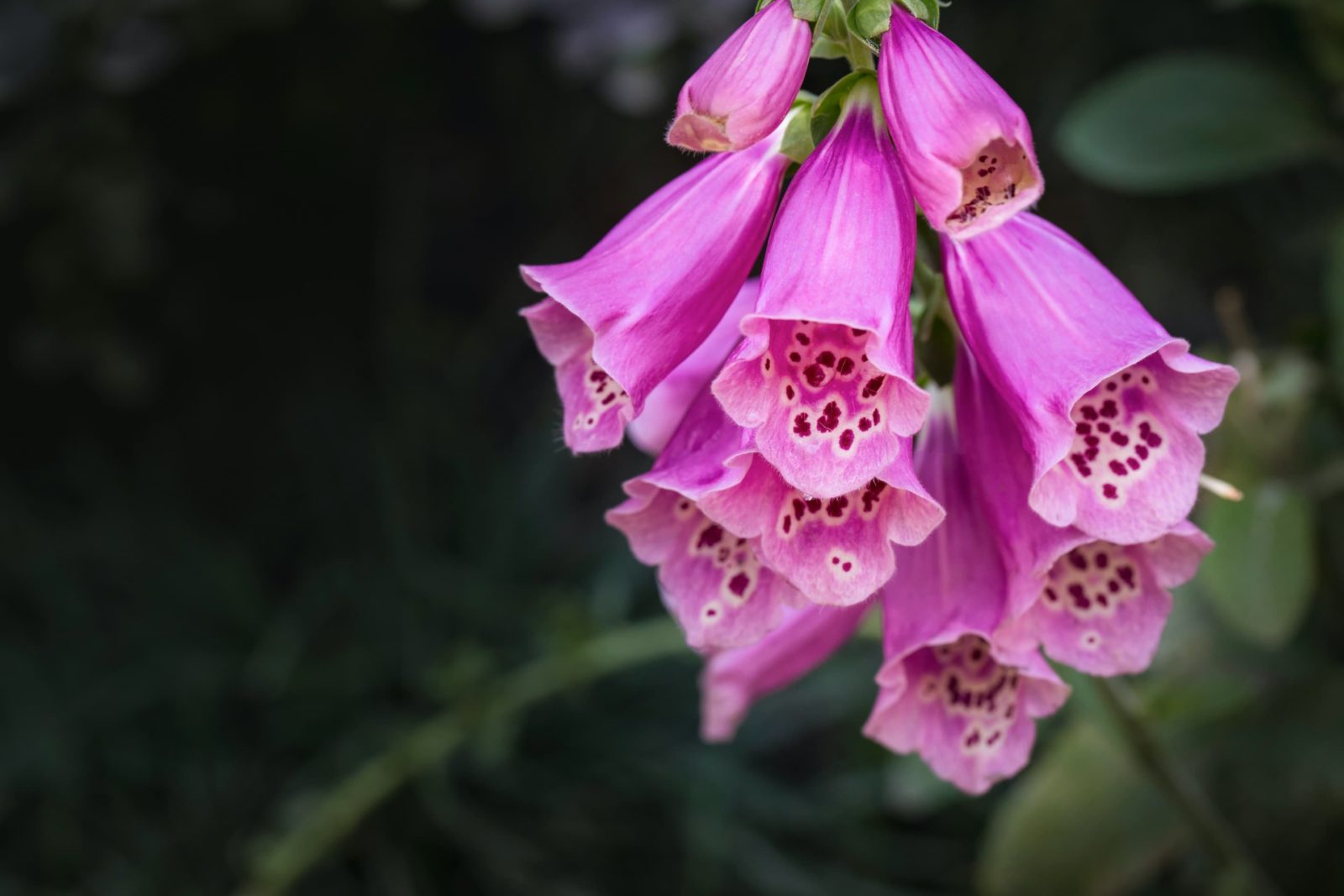 wild purple foxglove flowers with dark background