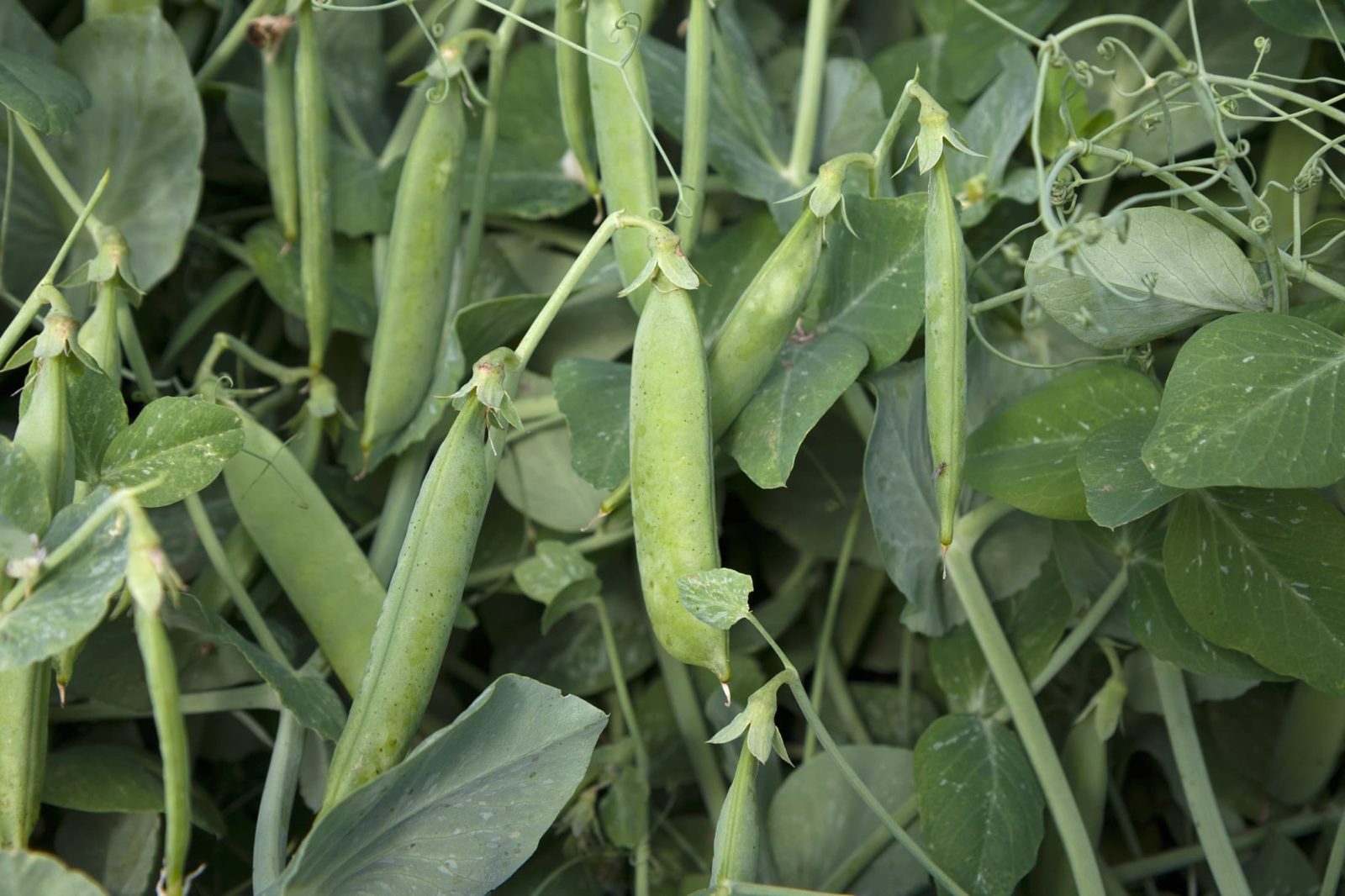 Pisum sativum plant including many pods ready to harvest