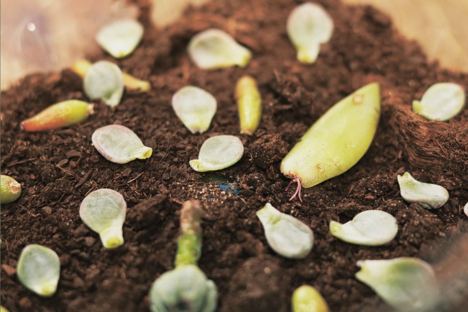 succulent cuttings sat on soil