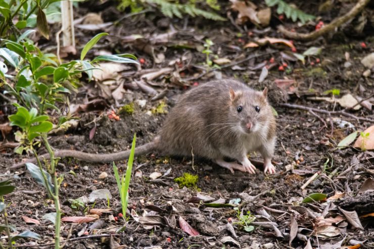 12 Steps To Get Rid Of Rats In Your Garden | Horticulture.co.uk