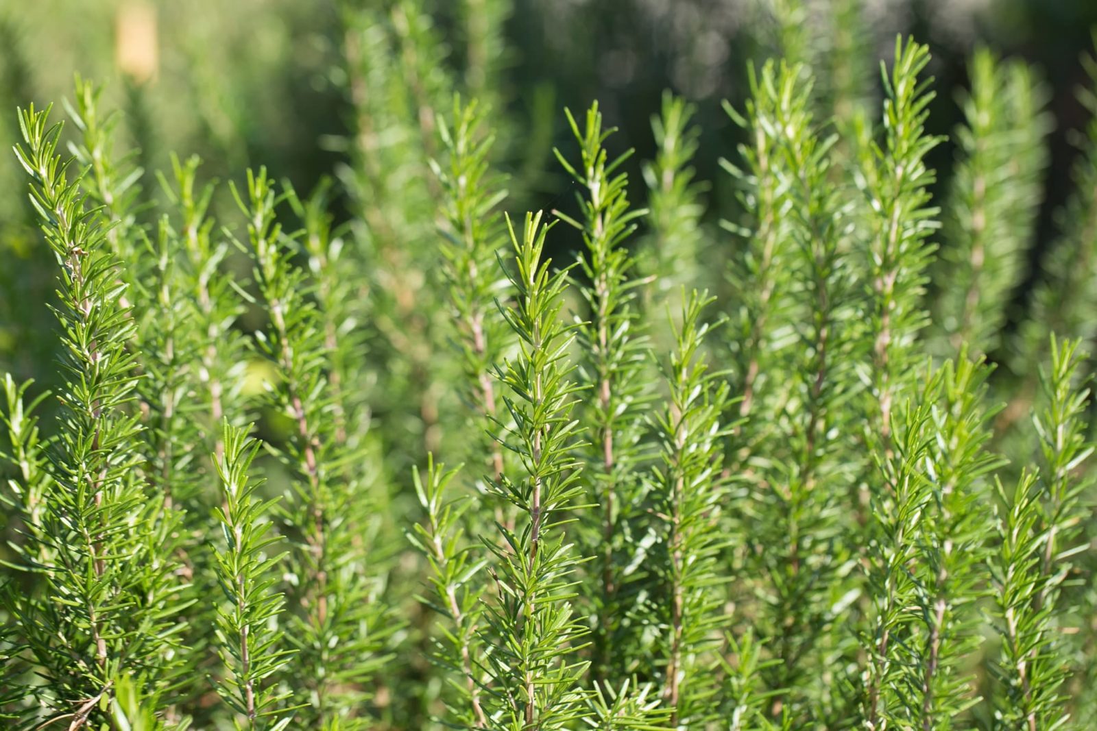 rosemary growing in sunny conditions