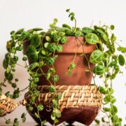 trailing house plant in a terracotta pot