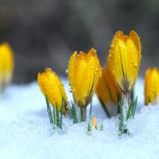 yellow crocuses grow from under snow