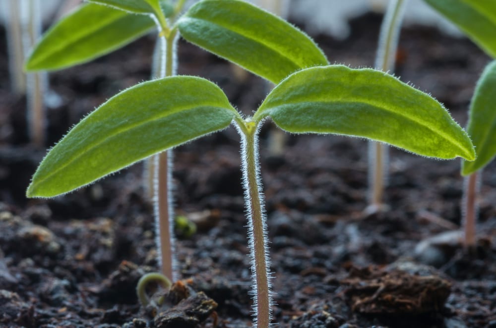 tomato seedlings