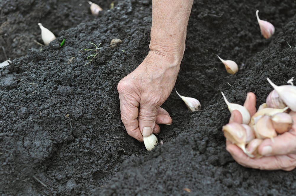 garlic being planted in compost