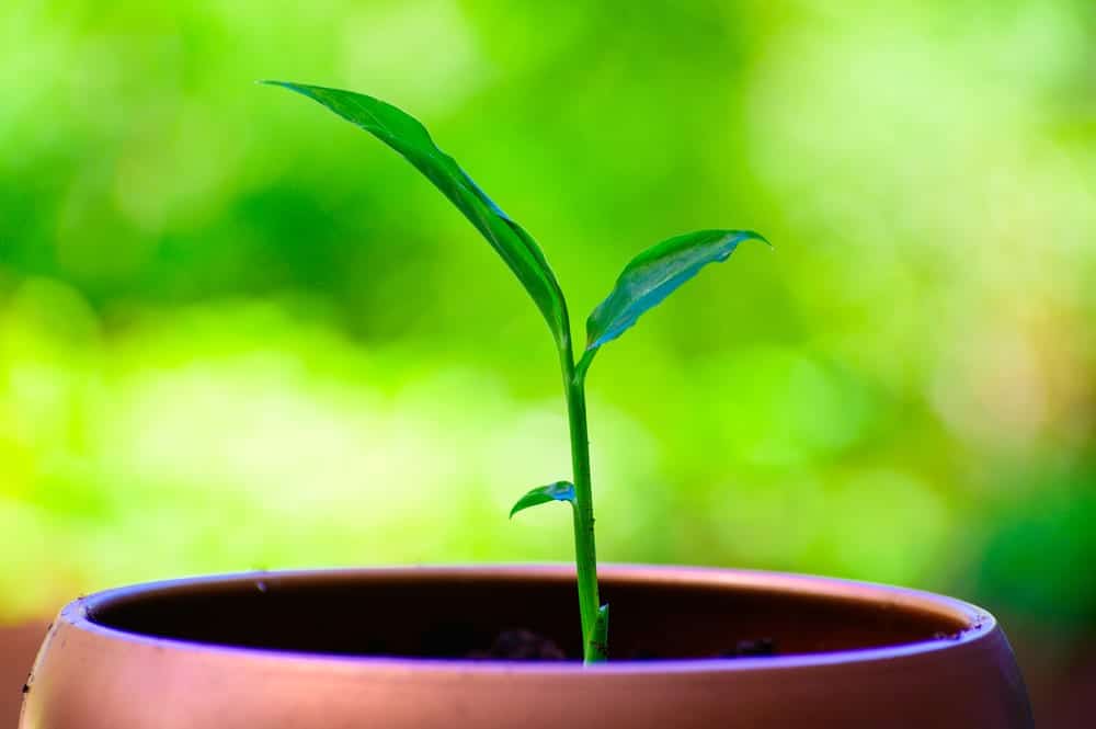 young ginger growing from a small pot