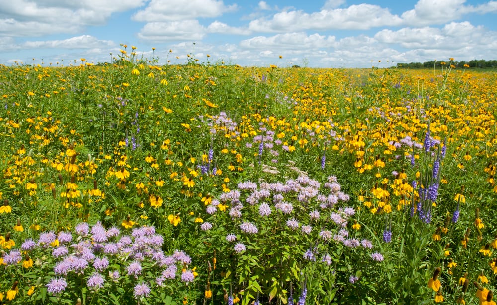 a prairie full of flowers