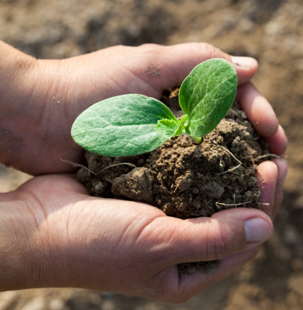 hands holding a young cucurbit plant