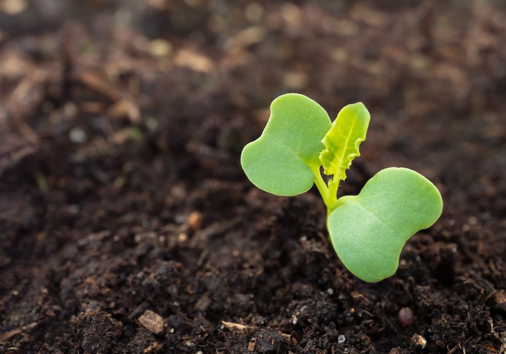 a kale seedling that has just sprouted