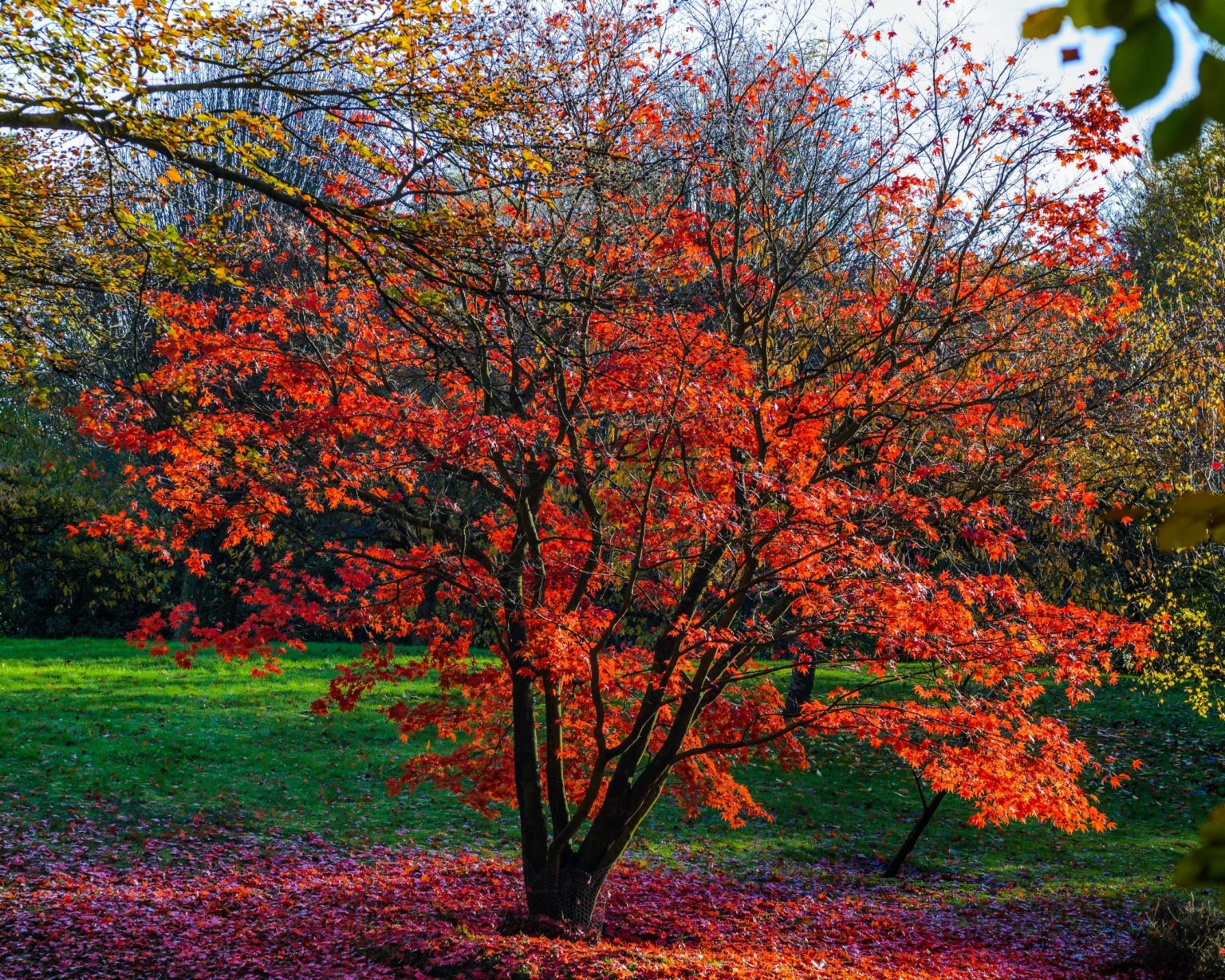 10 Acer Tree & Bush Types For Your Garden Horticulture.co.uk