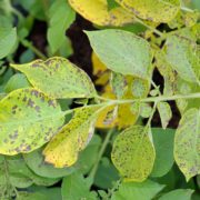 blight on potato foliage