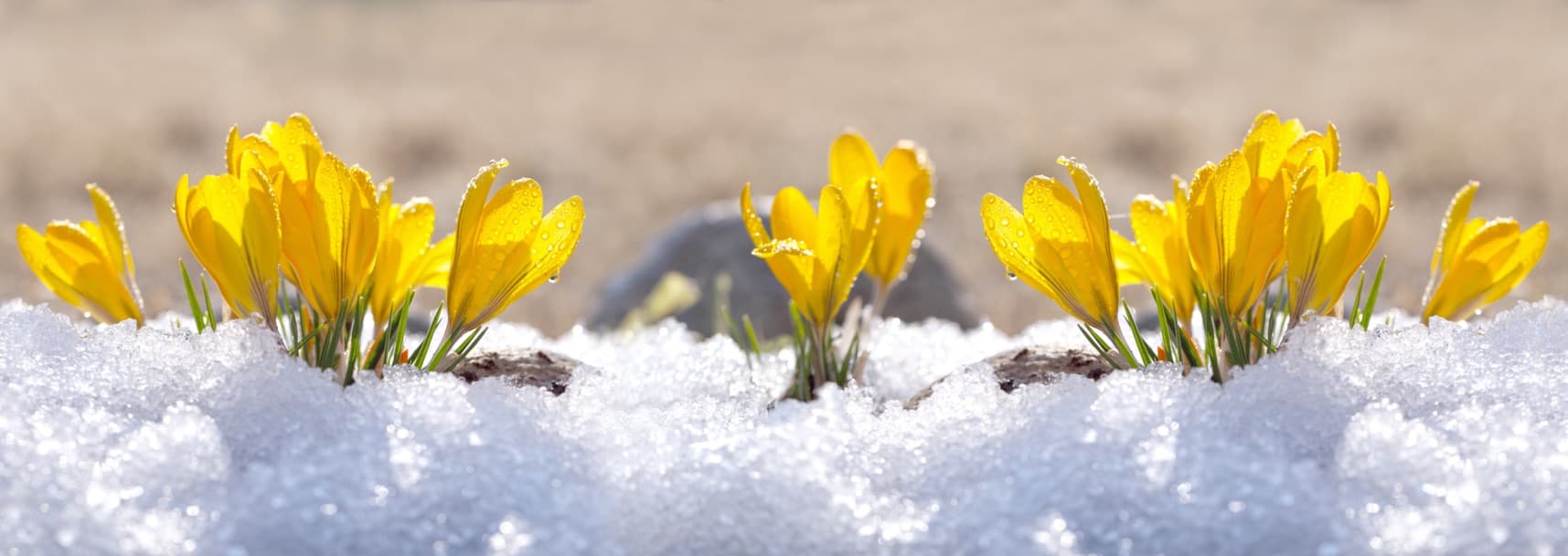 crocus plants covered in snow during winter