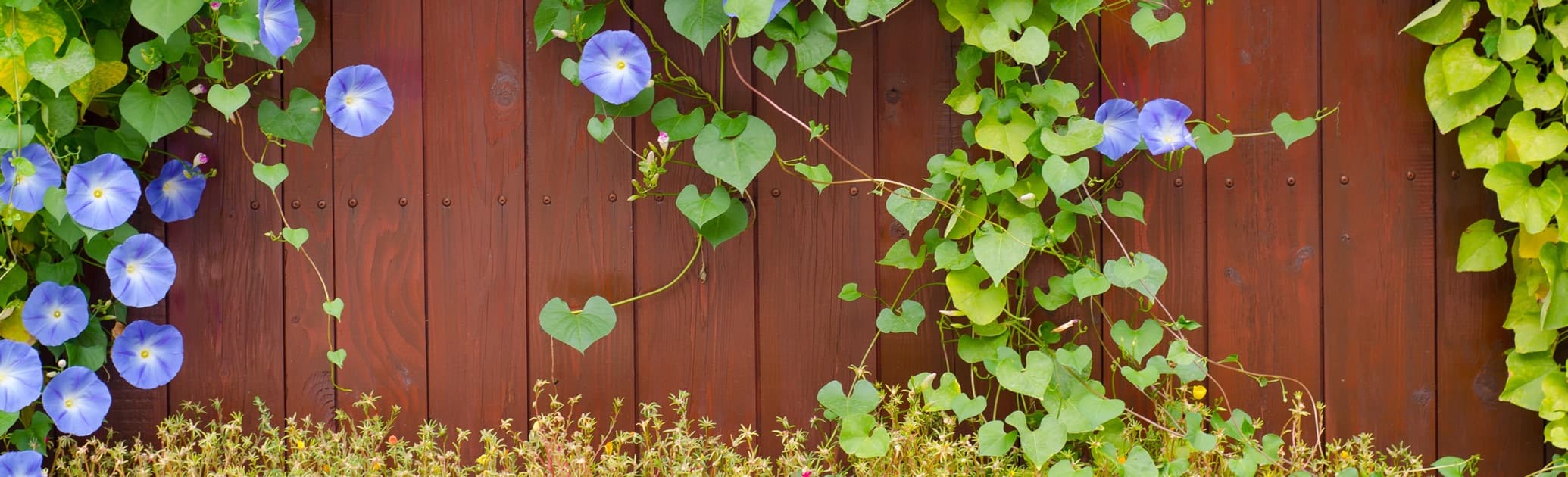 climber plants on a garden fence