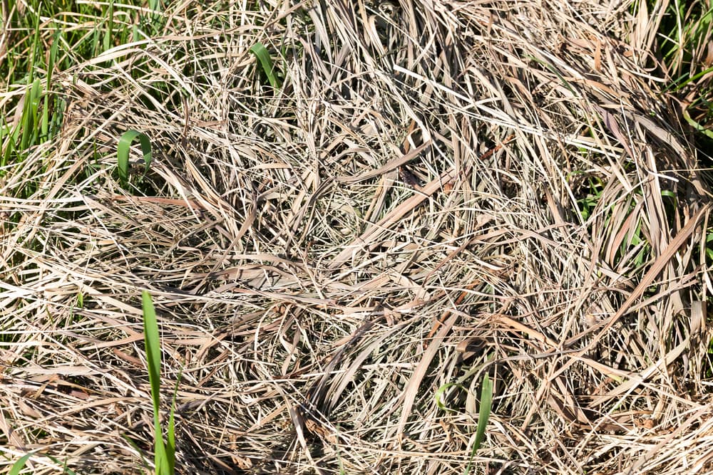 dried out grass